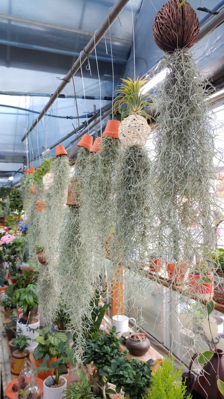 키우기 쉬운 공기정화식물 미세먼지 킬러 수염틸란드시아 물주는 시기와 방법. 남양주 꽃집 미스플라워에서 구입했어요.