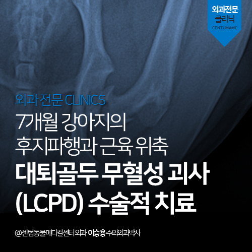  [외과] 대퇴골두 무혈성 괴사 (LCPD) 수술적 치료 - 7개월 강아지의 후지파행과 근육 위축 (부산 남구 대연동 용호동 문현동 FHO 전문 동물병원)