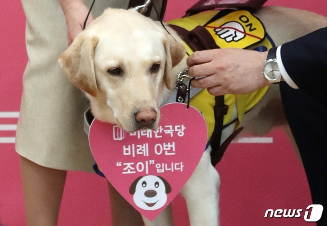 헌정사상 첫 국회 문턱넘은 '조이'…안내견, 어떤 훈련 받을까