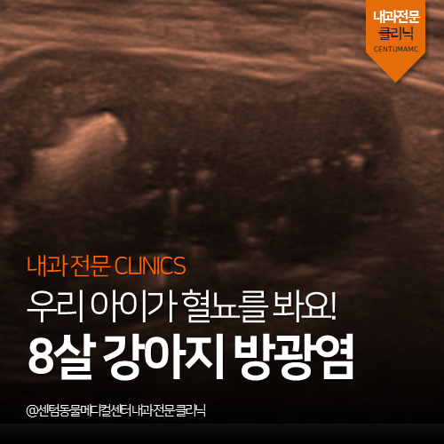  [내과] 8살 강아지 방광염 - 우리 아이가 혈뇨를 봐요 (부산 수영구 남구 연제구 비뇨기계 전문 응급진료 동물병원)