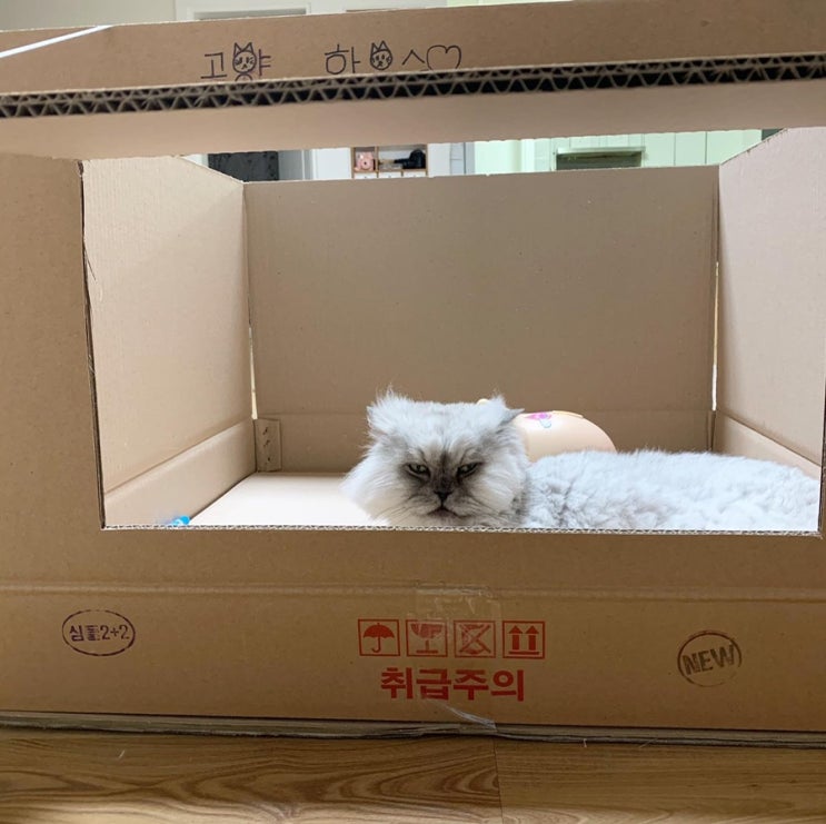  레이냠냠!