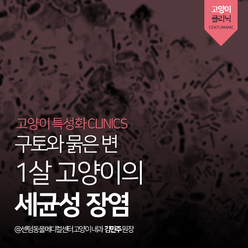  [고양이내과] 1살 고양이의 세균성 장염 - 구토와 묽은 변(클로스트리디엄) (부산 남구 대연동 용호동 문현동 고양이 전문 동물병원, clostridium)