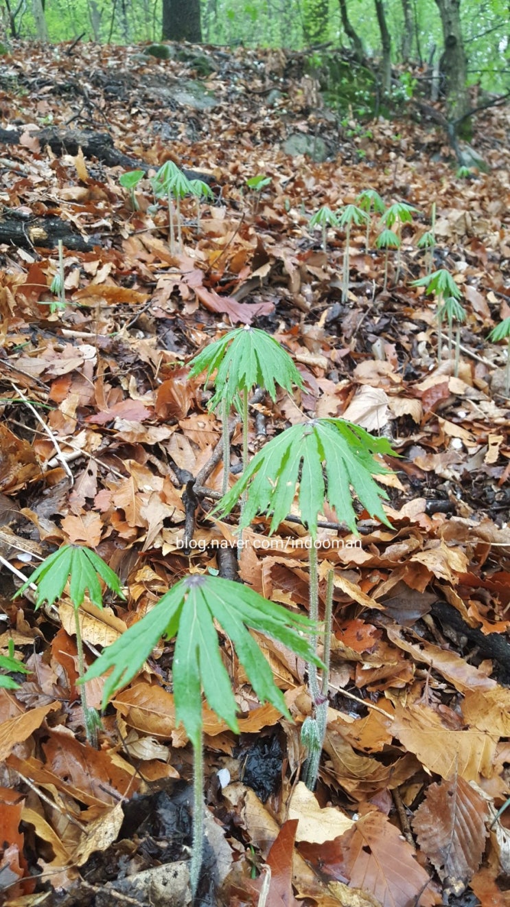  우산나물 효능 / 부작용