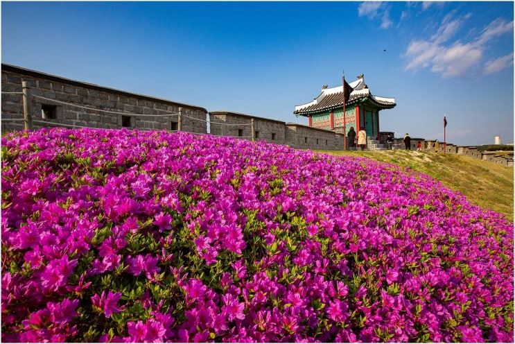 연산홍