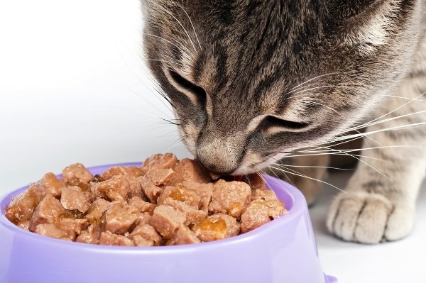 고양이 편식 원인과 해결방법