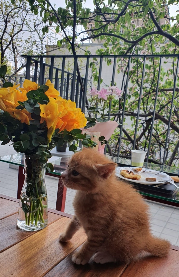 카페 진을림) 꽃나무가 예쁜 신길 카페