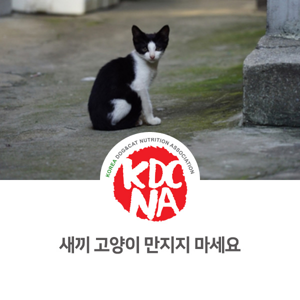  [반려인이 알아야할 필수 정보] 새끼 길고양이를 만지면 안되는 이유_146