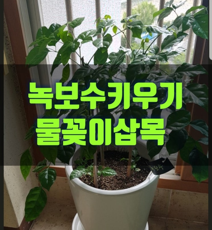 녹보수키우기 삽목 물꽂이번식하기!!