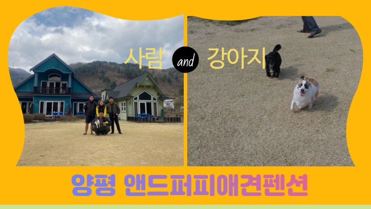 양평 앤드퍼피애견펜션에서 신나게 뛰어노는 강아지들편. 힐링의 정석. 2박3일 행복한 양평 가족여행 양평 앤드퍼피애견펜션에서 신나게 뛰어노는 강아지들편. 힐링의 정석. 2박3일 행복한 양평 가족여행