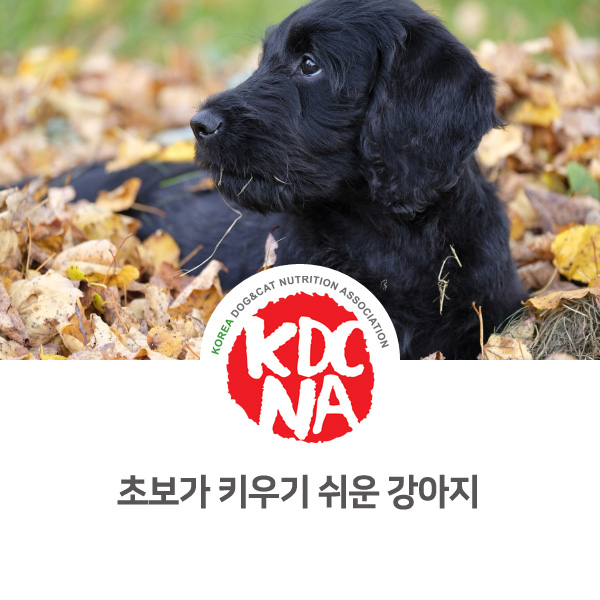  [반려인을 위한 강아지 정보] 초보자가 키우기 쉬운 반려견 추천_161