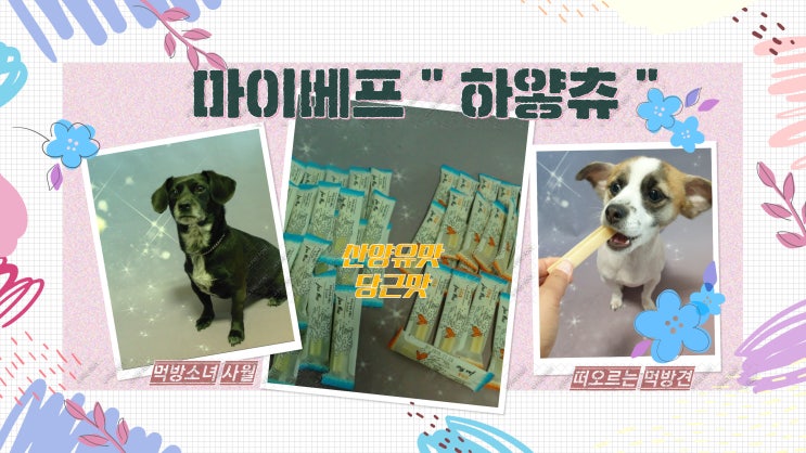 강아지껌. 마이베프 덴탈츄 "하얗츄 " 엄마맘에 들어 또 구입했죠. 내돈내산후기 강아지껌. 마이베프 덴탈츄 "하얗츄 " 엄마맘에 들어 또 구입했죠. 내돈내산후기