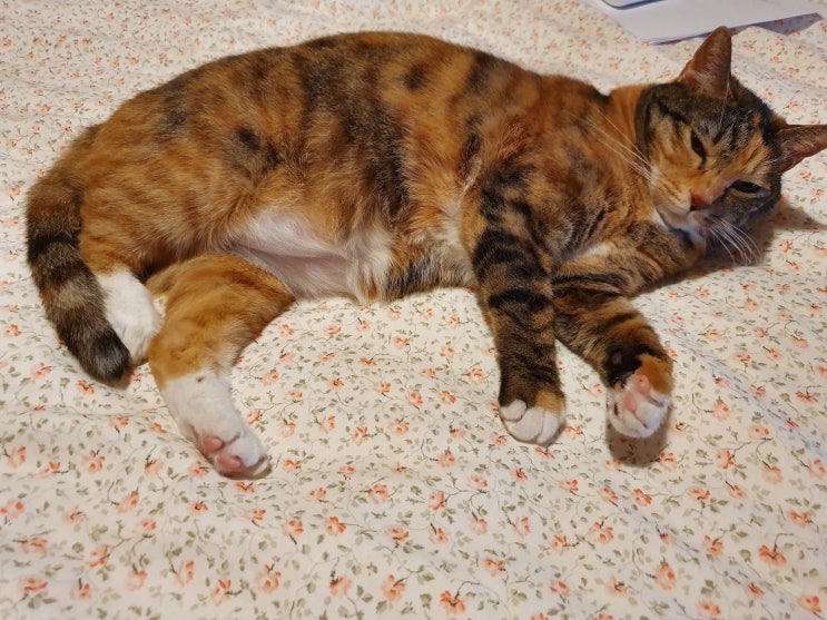  고양이 로사