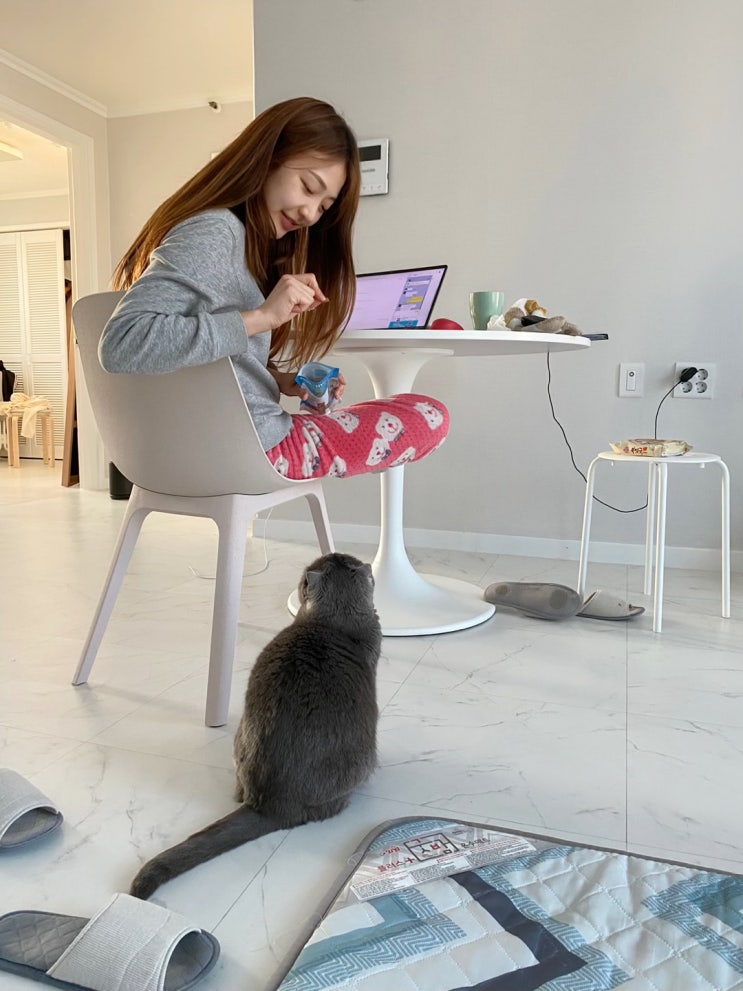  고양이, 자택근무 일상