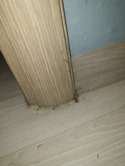 집개미 유령개미 퇴치하는 최선의 방법