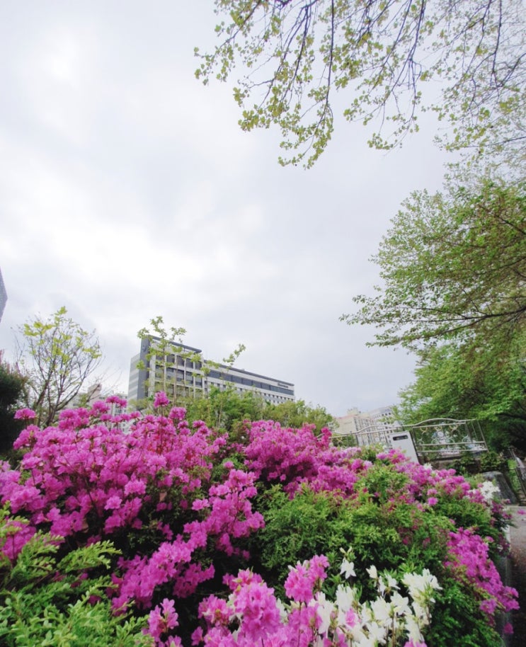  쉐라톤 서울 팔래스 강남 호텔 디럭스퀸 클럽라운지 에이치가든 가성비좋은 호캉스