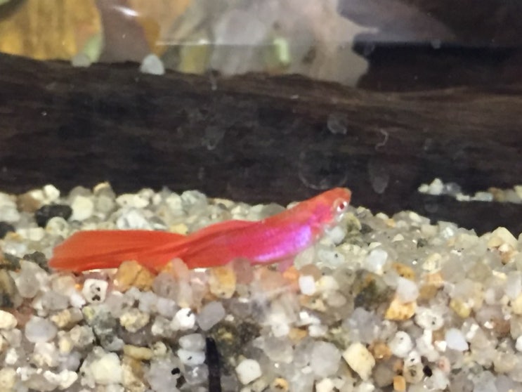  물고기가 아프니 주인장도 아프다 The fish is sick, and the owner is sick, too.