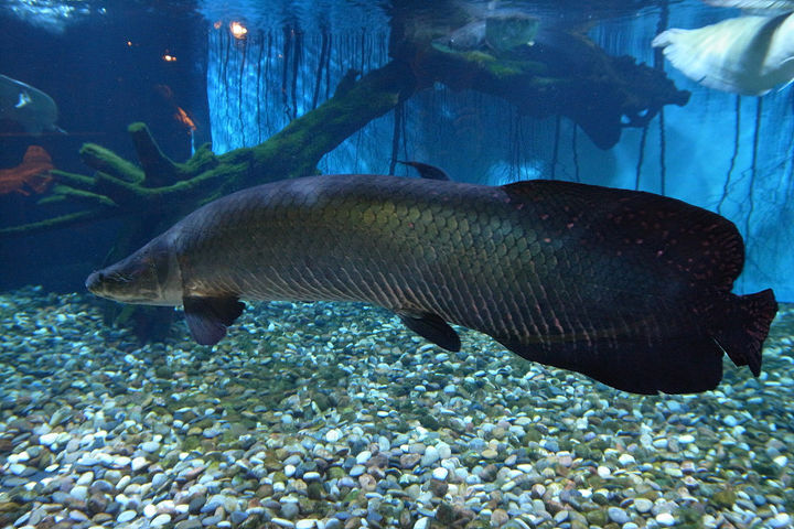 [생물도감] 피라루쿠 - 아마존의 거대 물고기
