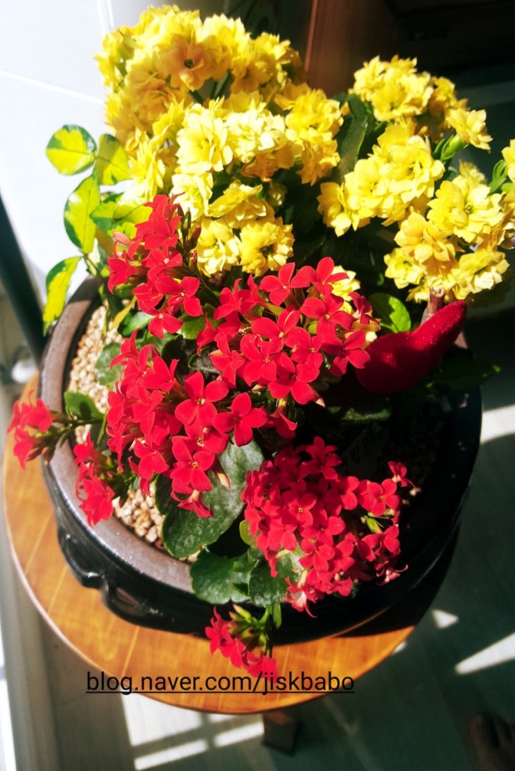 칼랑코에키우기, 봄철 꽃 관리, 칼랑코에관리법, 키우기 쉬운 식물, 집에서 꽃 화분 키우기:)