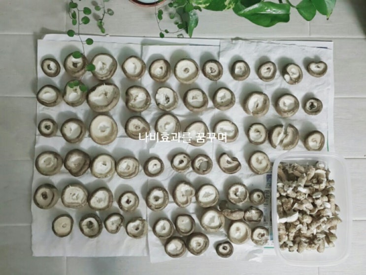  [건표고버섯만들기]버섯말리기