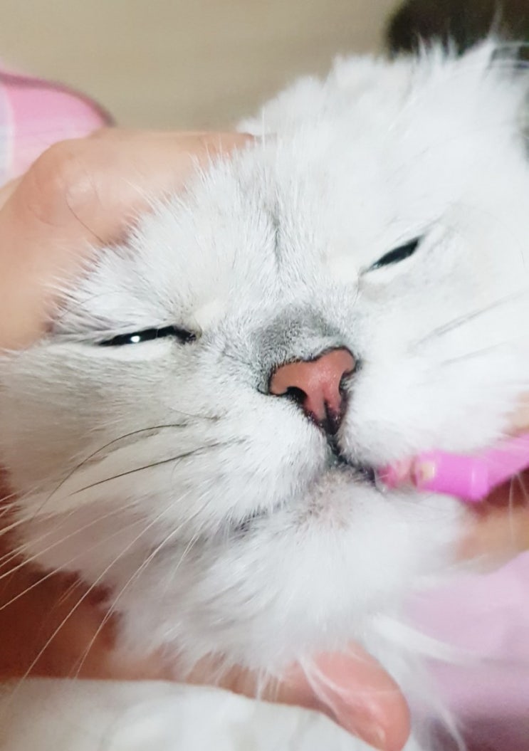  우리 냥냥이들 칫솔 새로 샀어요!