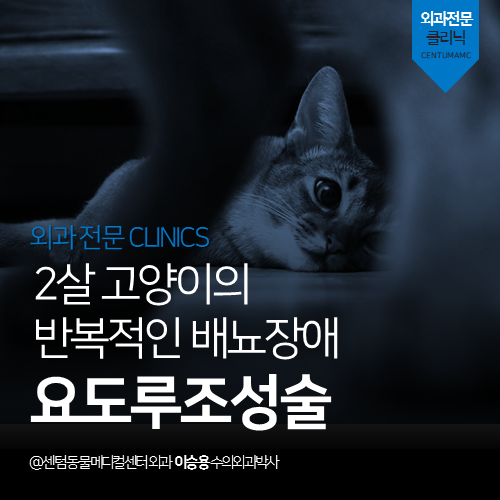  [외과] 고양이 요도루조성술 - 2살 고양이의 반복적인 배뇨 장애  (부산 수영구 광안동 남천동 수영동 외과 수술 전문 동물병원)