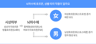  성 호르몬 정의와 생성과정 - 남자와 여자 호르몬의 차이 성호르몬 기능