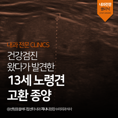  [내과] 13살 노령견 고환 종양 -  건강검진 왔다가 발견 (부산 연제구 거제동 연산동 강아지 건강검진 수술 전문 동물병원, 조직검사)