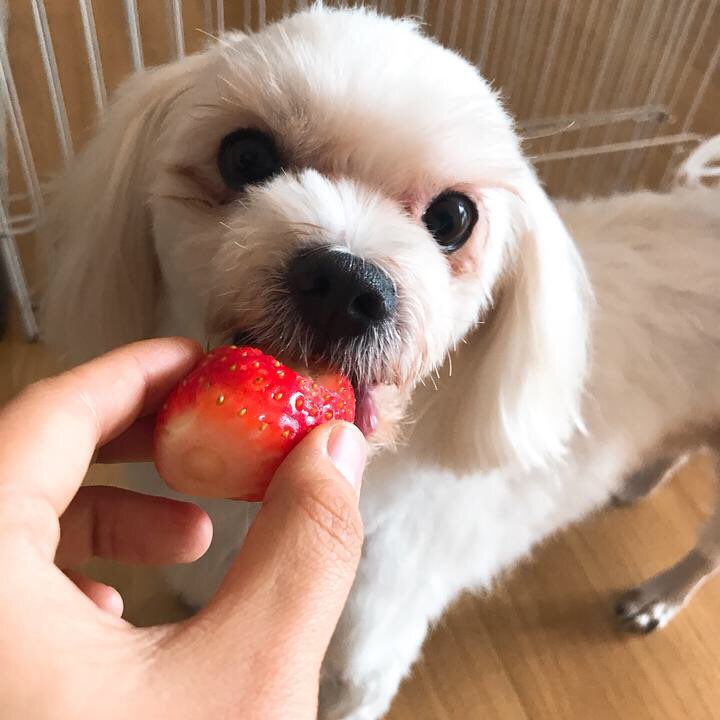  안산 강아지 장례, 애견 장례식장이 고민된다면