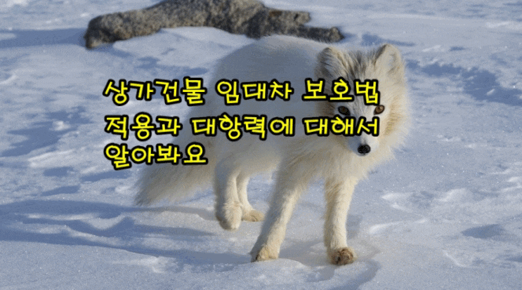  상가건물 임대차 보호법 적용과 대항력에 대해서 알아봐요