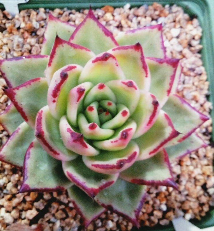  다육식물 곰마리아,  니폰마리아,프로포즈