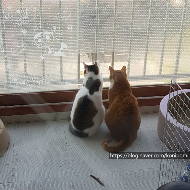 코니보미 일상 0422 코니보미 일상 0422