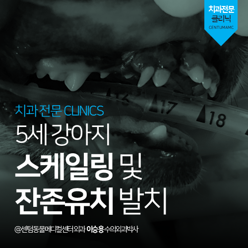  [치과] 5세 강아지 스케일링 및 잔존유치 발치 (부산 남구 감만동 우암동 문현동 동물병원)