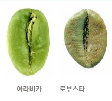  [커피공부] 제3강 커피의 구조와 품종에 대하여