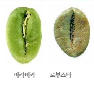 [커피공부] 제3강 커피의 구조와 품종에 대하여