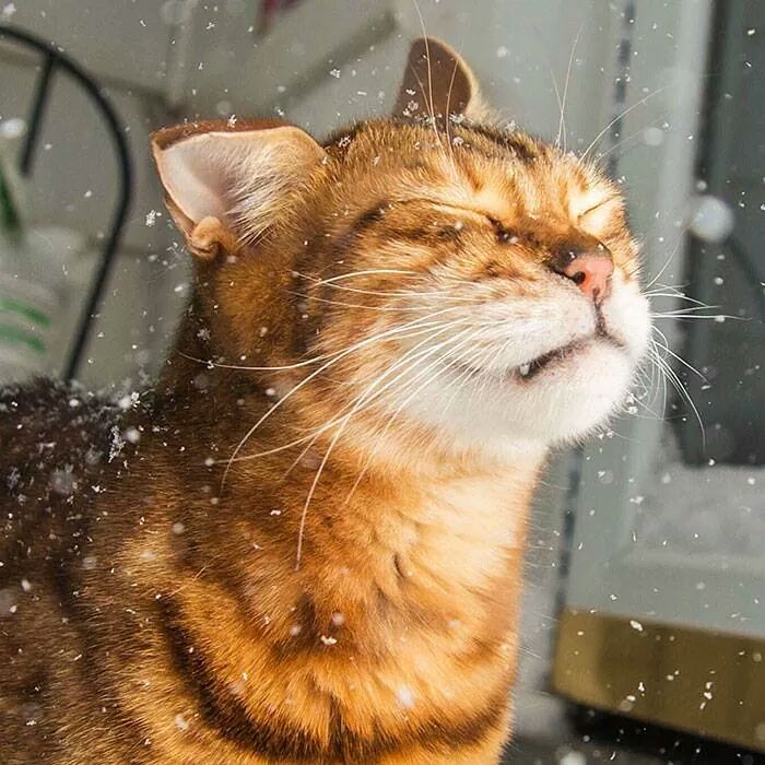  눈과 강냥이