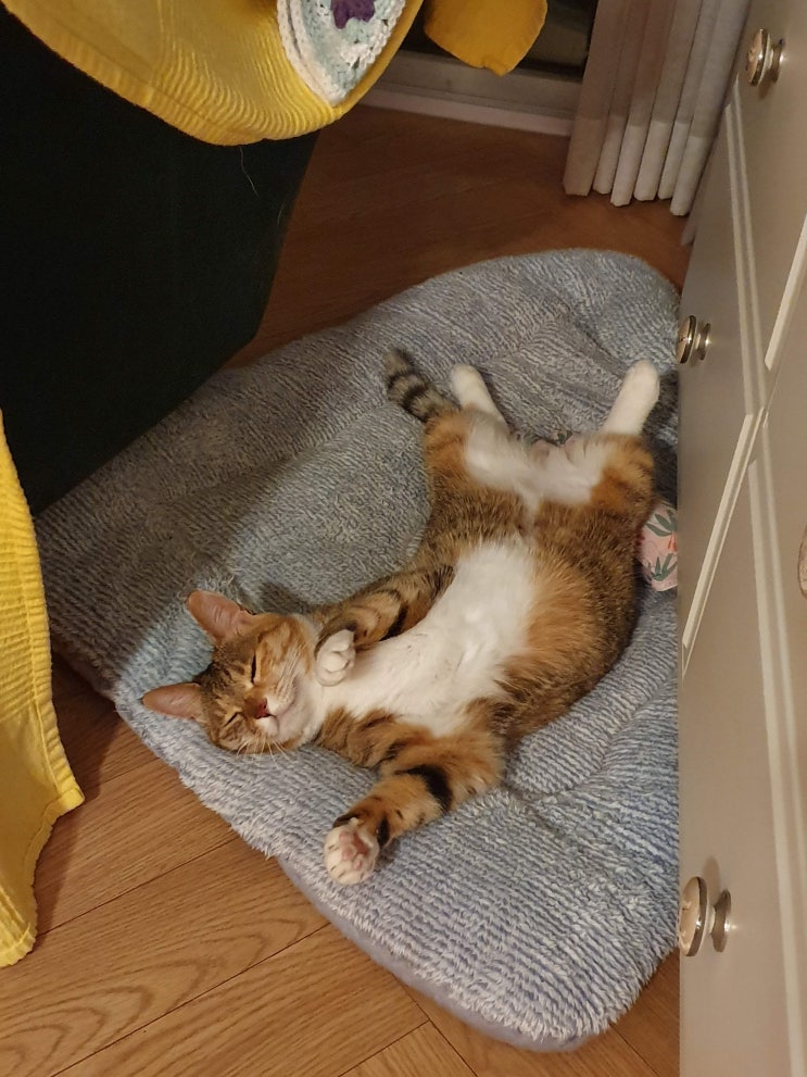  누워있는 고양이