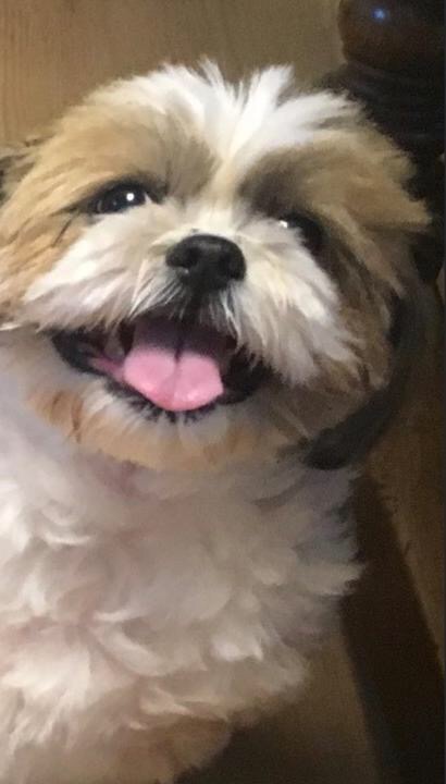  양천구 구로구 금천구 강아지 장례 고양이 화장 반려견 장례식장은 좀 더 가까운 곳에서