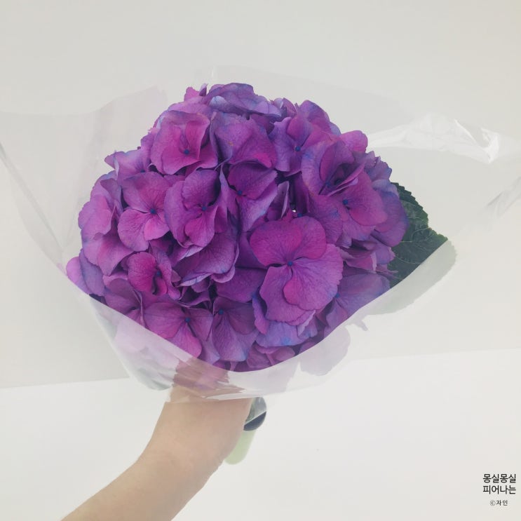  강진군 그린화훼영농조합법인의 2차 판매 수국이 도착했어요, 수국절화 관리에 관한 정보 가득 적어놓았어요.