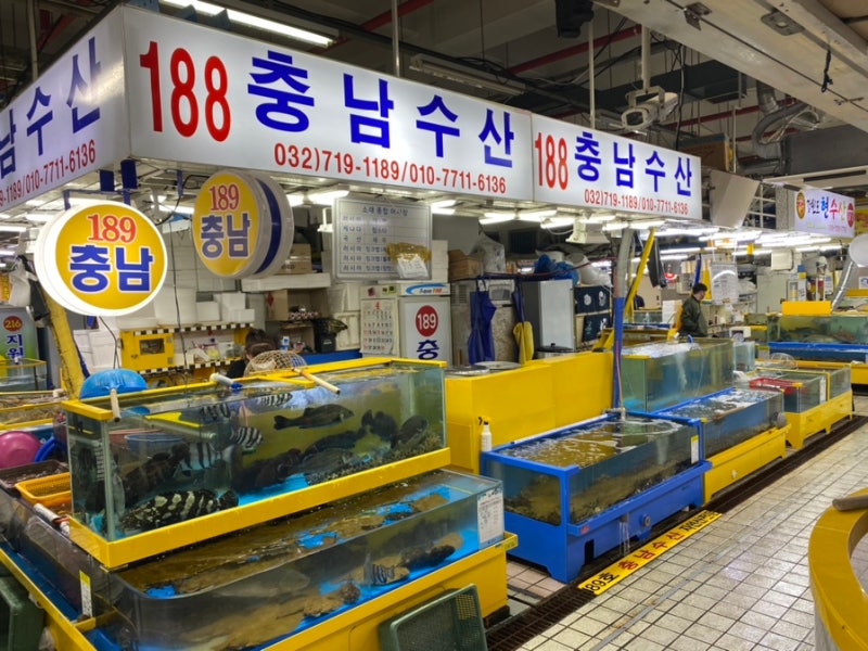 서래포구맛집/서래포구/회/킹클럽-189충남189 7