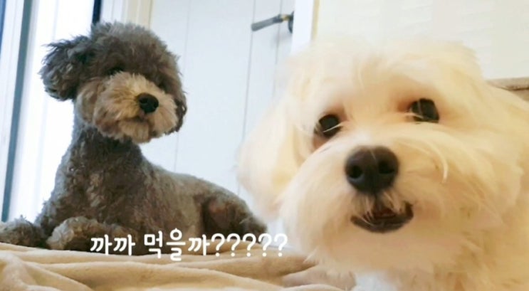  개드라마 엄니 뭐라고요? 놀람 엔딩씬 내가 바로 주인공!