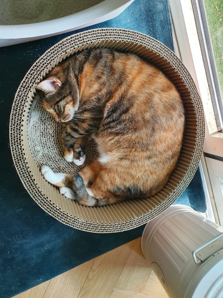  통통 귀여운 암모니이트 고양이