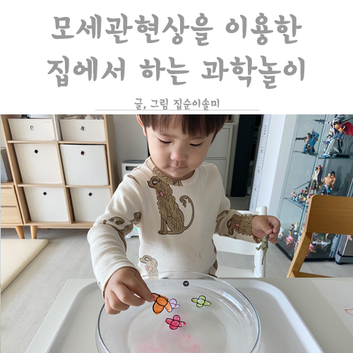  과학의 날 모세관현상을 이용한 집에서 하는 과학놀이