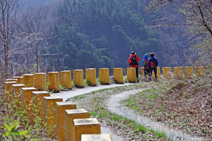 강원도 힐링로드, 대관령 금강소나무숲 둘레길 걷기 강원도 힐링로드, 대관령 금강소나무숲 둘레길 걷기