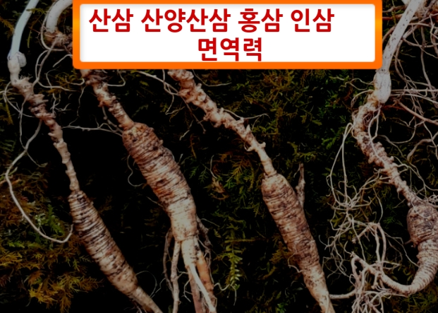  천종산삼 산삼구별법