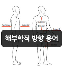 해부학적 방향용어 1부 - 앞쪽(Anterior), 뒤쪽(Posterior), 위쪽(Superior), 아래쪽(Inferior)