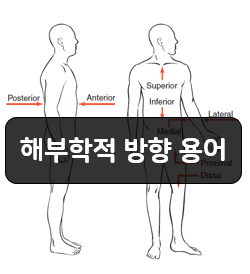  해부학적 방향용어 1부 - 앞쪽(Anterior), 뒤쪽(Posterior), 위쪽(Superior), 아래쪽(Inferior)