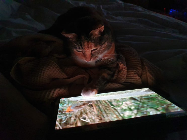 태블릿 하는 고양이