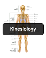 운동학은 왜 영어로 'Kinesiology'일까?