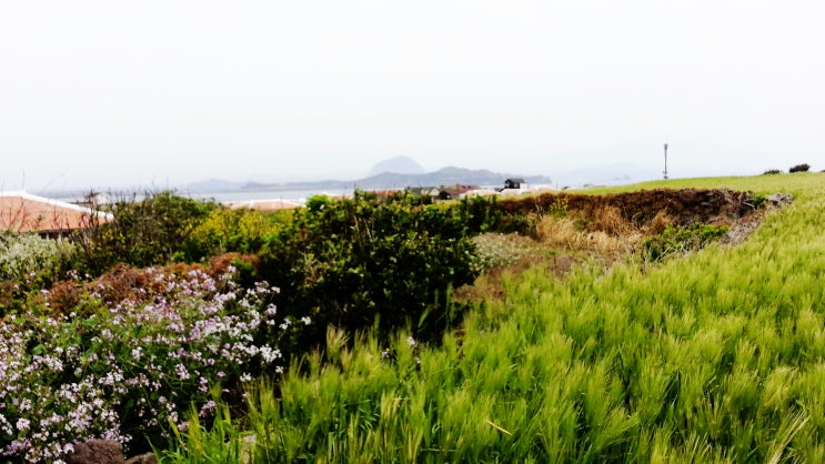 제주여행 힐링의섬 가파도 청보리 유채꽃 산책