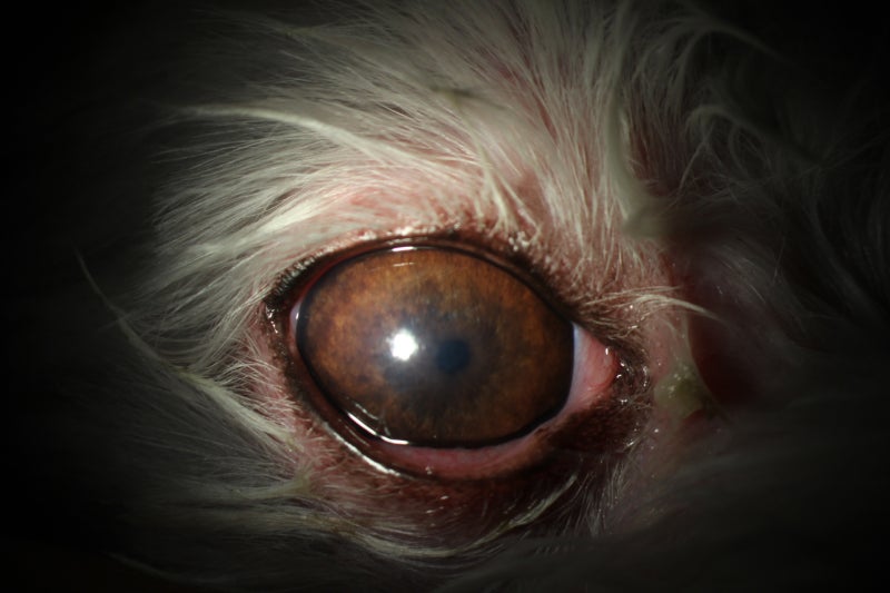 영문불독 안과 검진번호 각막궤양 수술 광주어린이동물병원